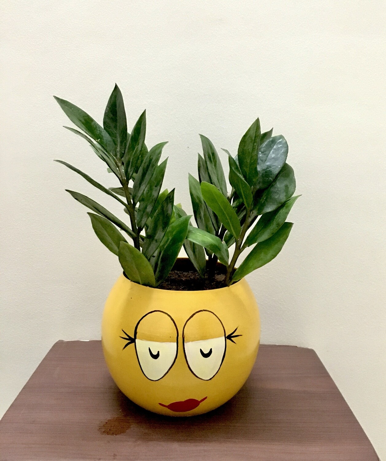 ZZ Plant in 5 inches Smiley Metal Pot