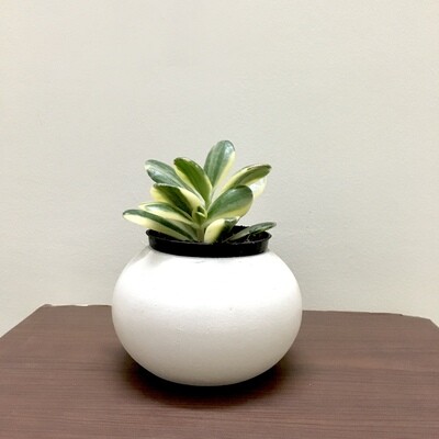 Variegated Jade Plant in 3 inches Round Ceramic Pot