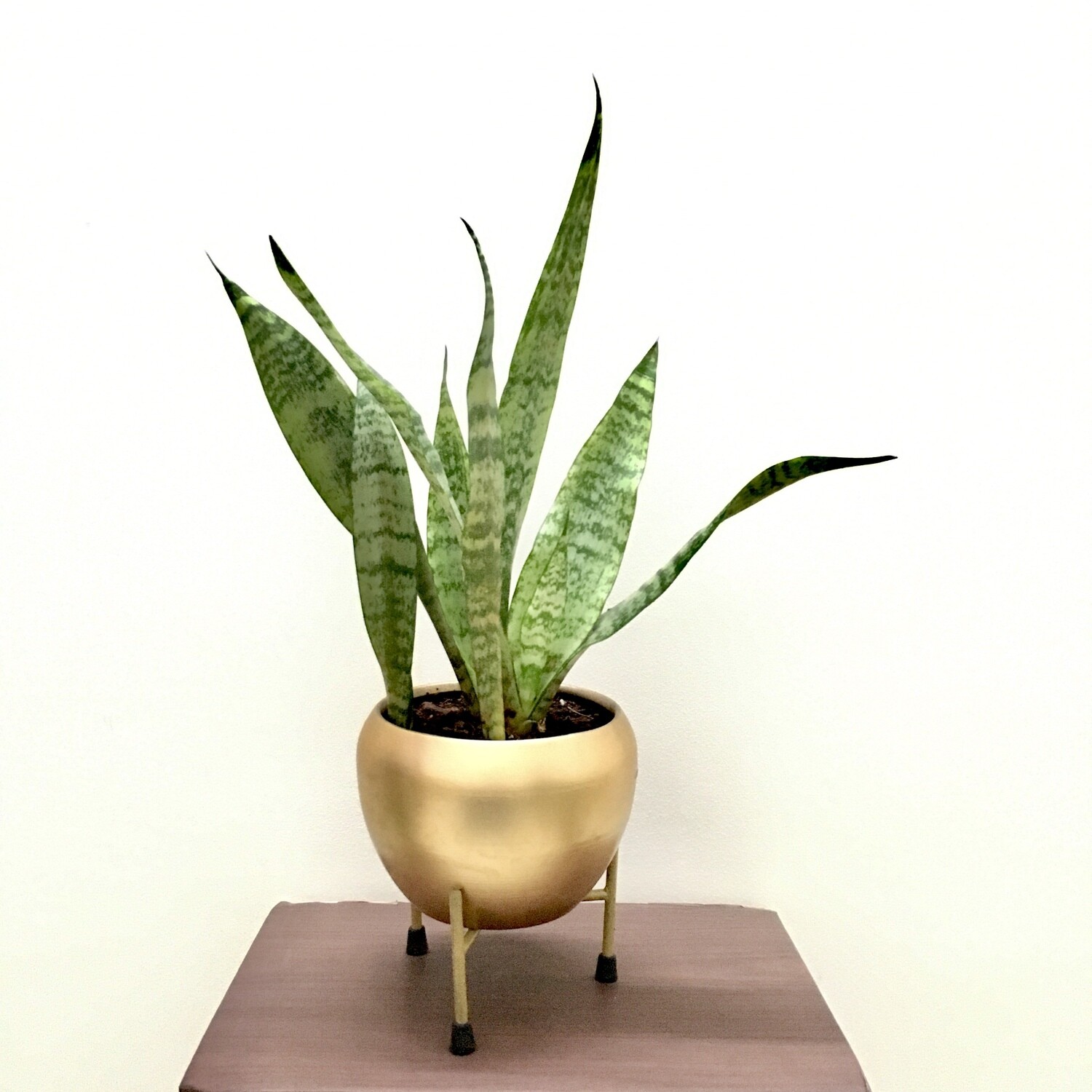 Sansevieria Plant Green -Snake Plant in 5 inches Brown Metal Apple Pot with Stand