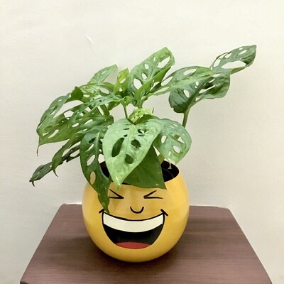 Broken Heart - Swiss Cheese Plant in 5 inches Smiley Metal Pot