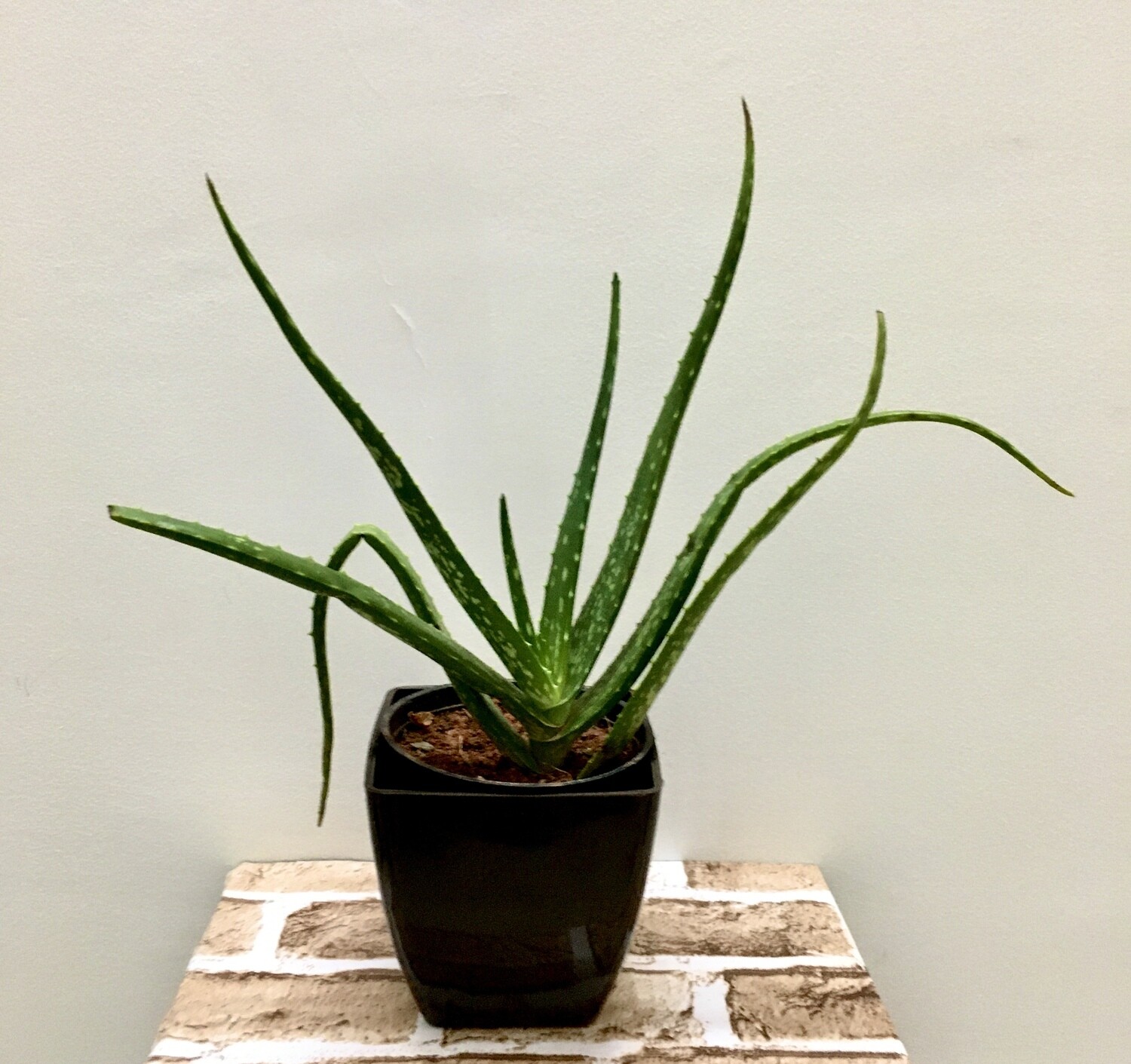Aloe Vera in 5 inches Square Pot