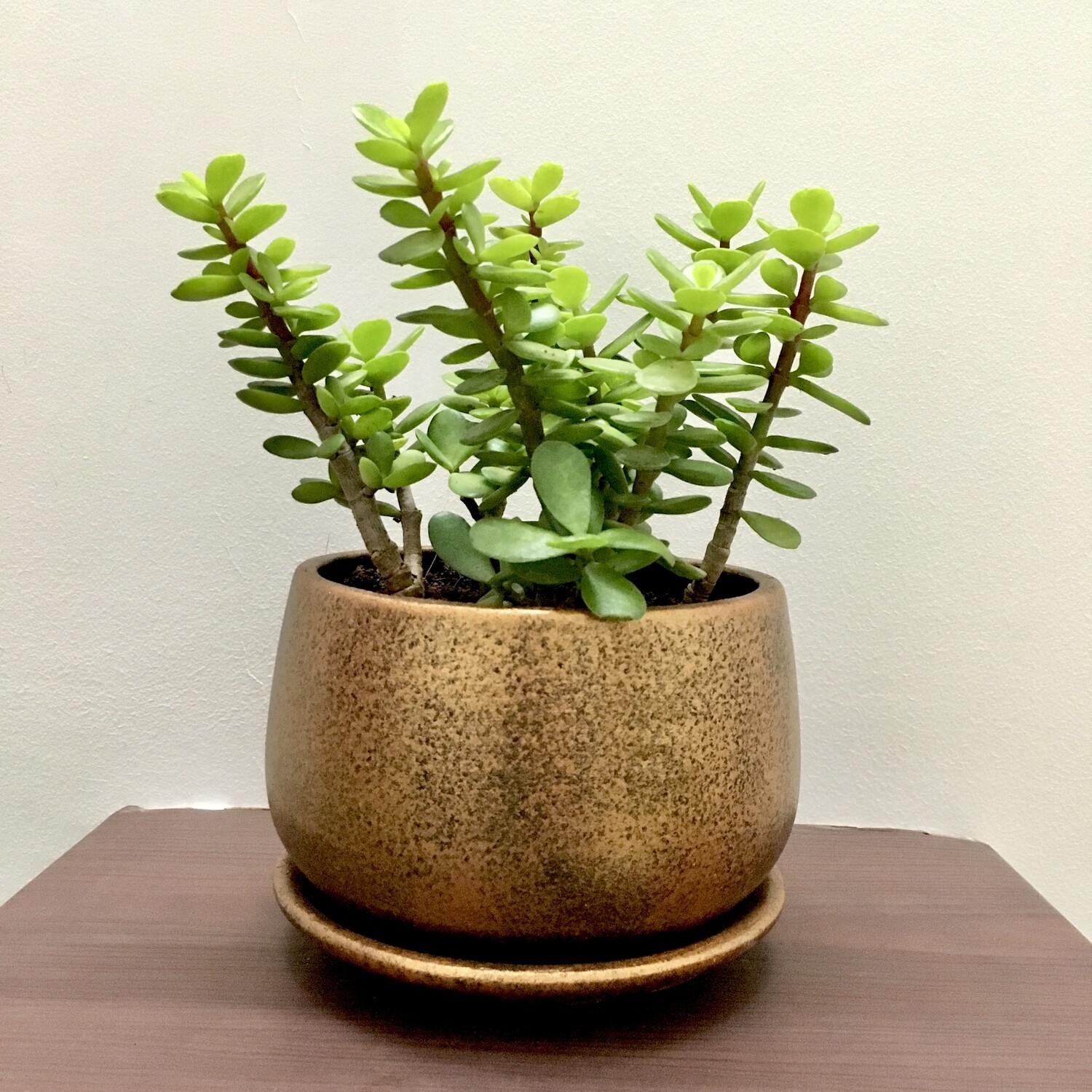 Jade Plant in 5 inches Copper Metallic Coated Terracotta Pot with Saucer