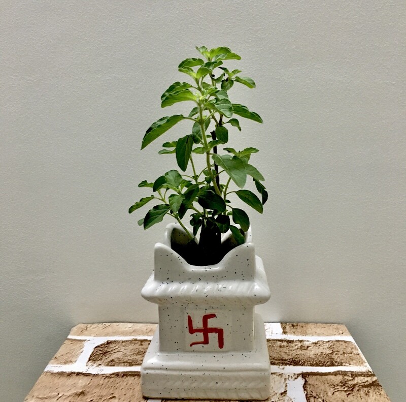 Tulsi Plant in 4 inches Swastik Ceramic Pot Small