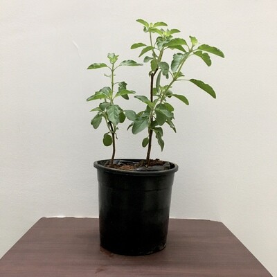 Tulsi Plant in 4 inches Nursery Pot