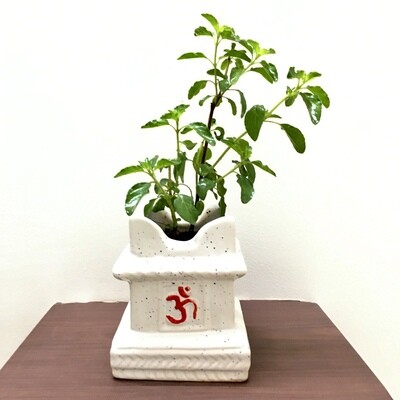 Tulsi Plant in 4 inches Swastik Ceramic Pot Small