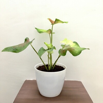 Caladium Plant in 5 inches Round Pot