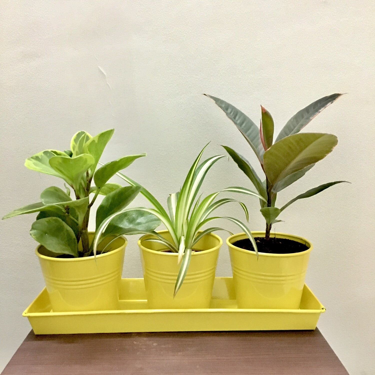 Spider Plant, Variegated Rubber Plant & Peperomia Variegated in Triplet Metal Pot with Tray