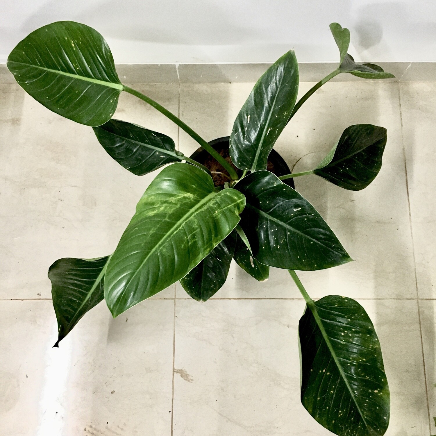 Philodendron Green Millions Plant in 9 inches Square Pot-2 Feet