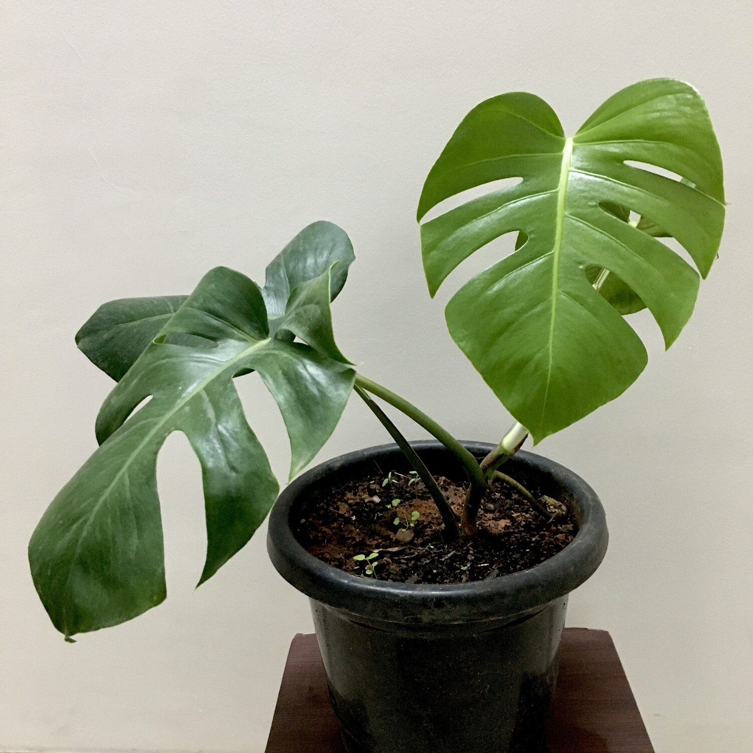 Monstera Plant in 10 inches Nursery Pot