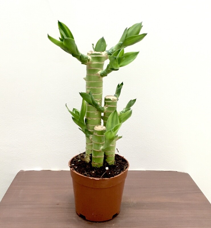 Lotus Bamboo in 3 inches Nursery Pot