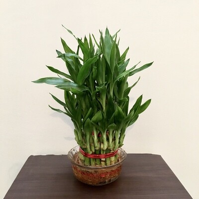 3 Layers Lucky Bamboo in Glass Bowl