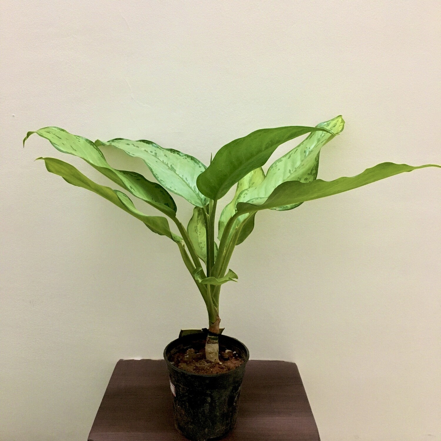 Aglaonema Green Plant - Chinese Evergreen in 4 inches Nursery Pot