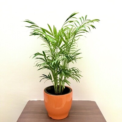 Chamaedorea Palm Plant in 4-inches Ceramic Pot with Saucer