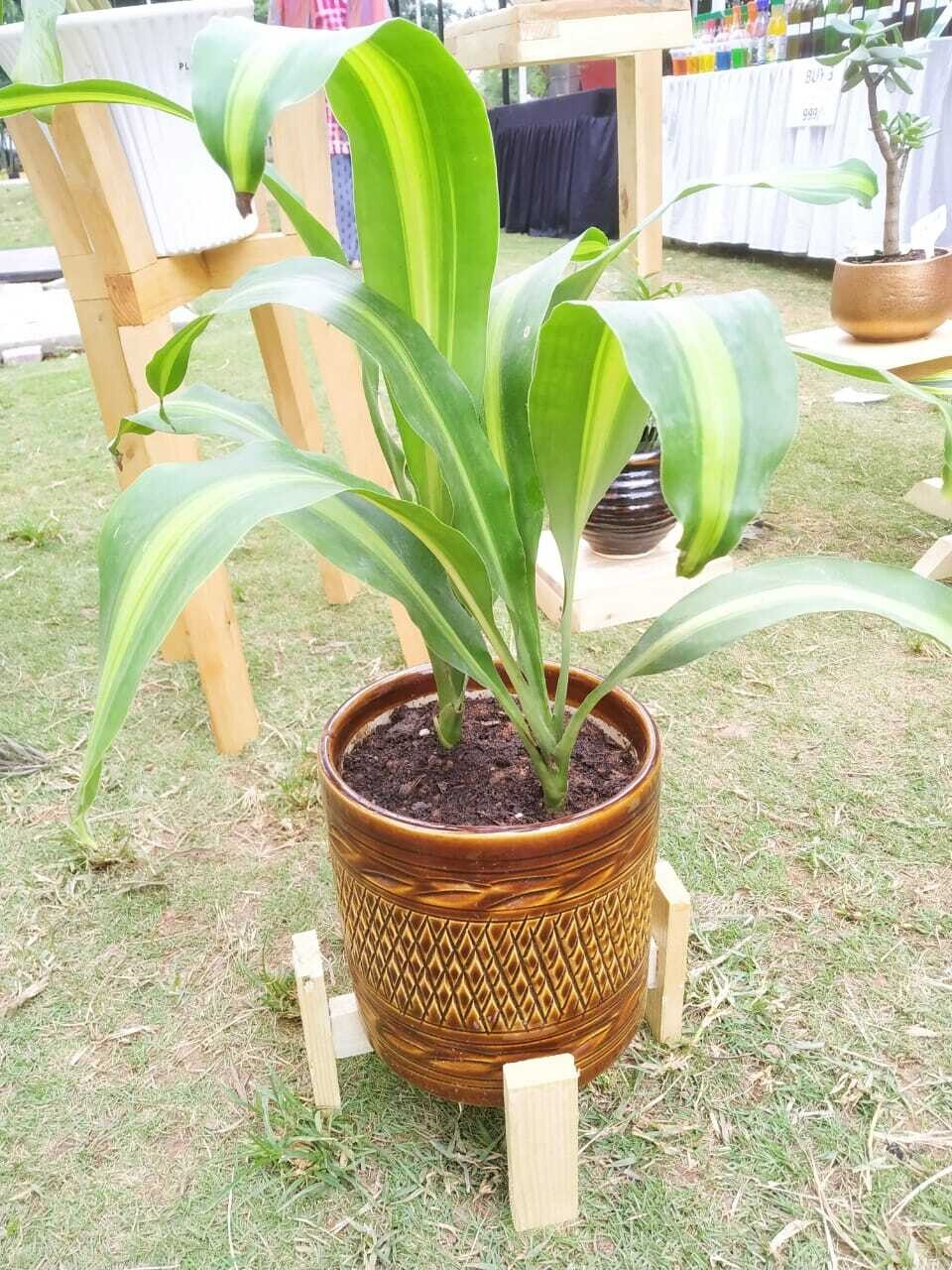 Dracaena Fragrans Plant in 8 inches Designer Brown Cylinder Ceramic Pot