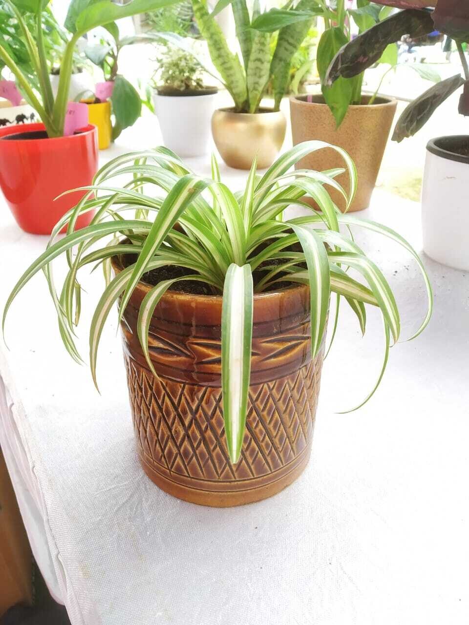 Spider Plant in 4 inches Designer Brown Cylinder Ceramic Pot