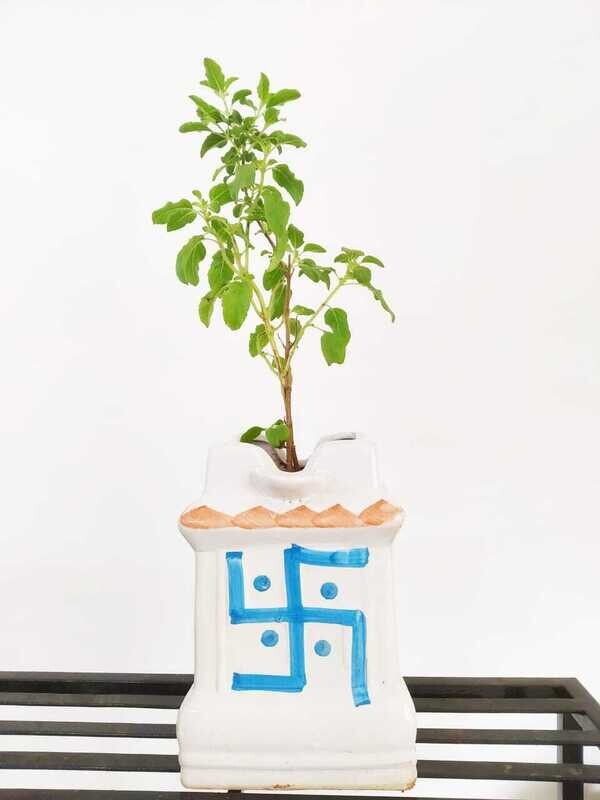 Tulsi Plant in Swastik 6 inches Ceramic Pot