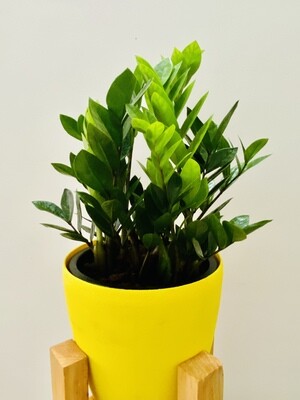 ZZ Plant in 9 inches Yellow Round Hard Pot