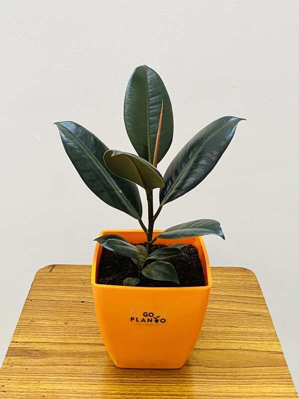 Ficus Elastica - Black Rubber Plant in 5" Square Pot