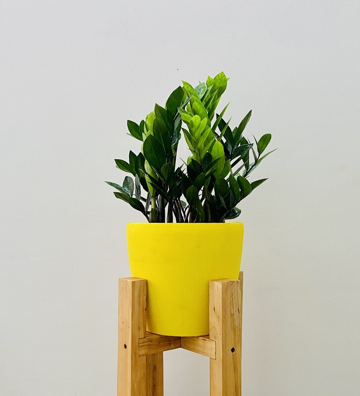 ZZ Plant in 9 inches Yellow Round Hard Pot