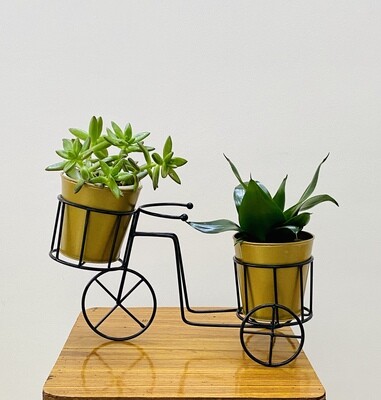 Jelly bean & Sansevieria Pitch Green Snake Plant in Metal Cycle Planter
