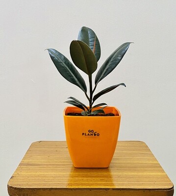 Ficus Elastica - Black Rubber Plant in 5 inches Daisy Square Pot