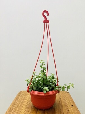 Jade Plant in 5 inches Hanging basket