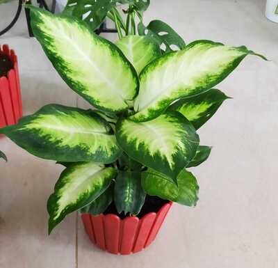 Dieffenbachia Maculata in 6 inches Fence Round Pot