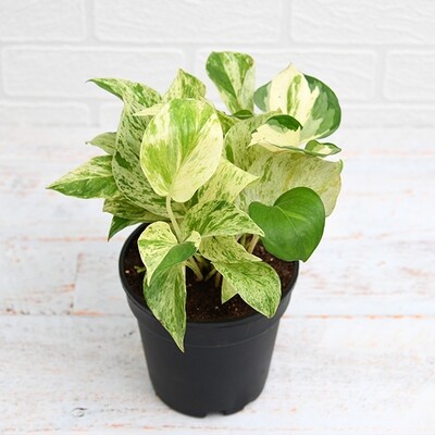 Money Plant Marble Queen in 6 inches Nursery pot