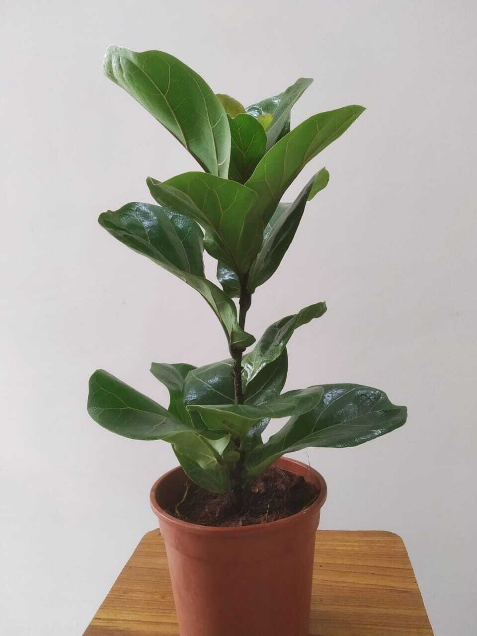 Ficus Lyrata - Fiddle-Leaf Fig in 5 inches Nursery Pot