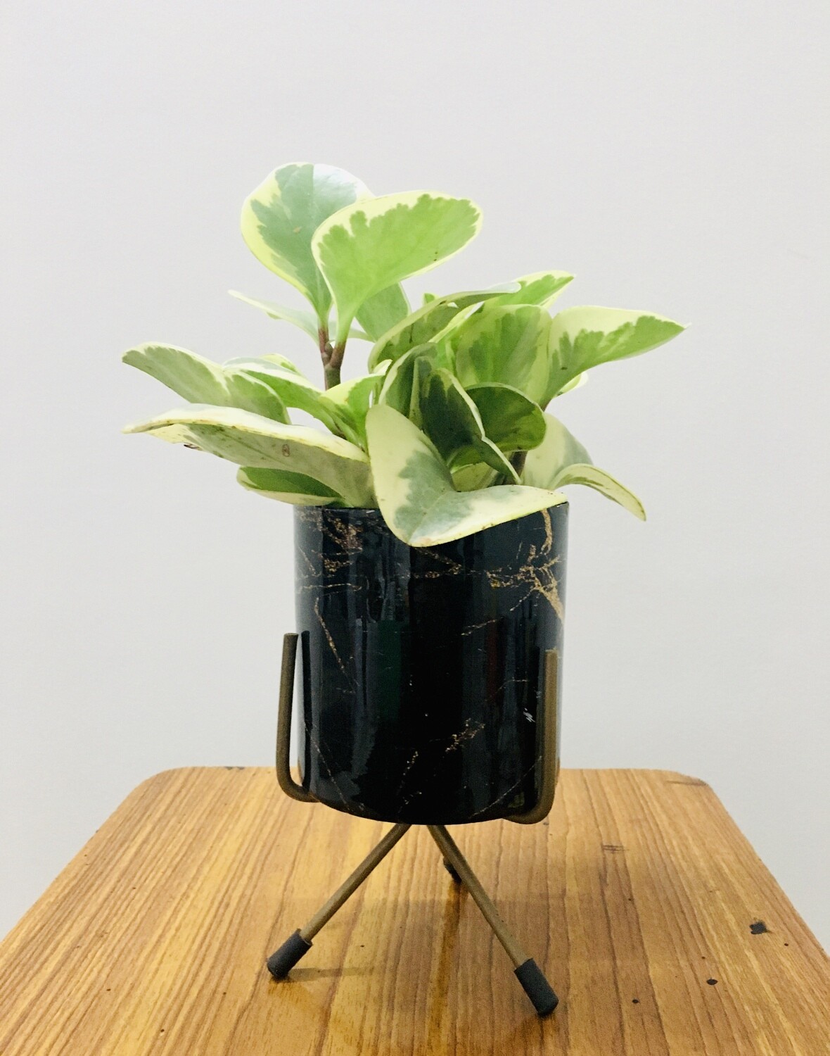 Peperomia Variegated Plant in 4 inches Metal Cylinder Pot with Stand