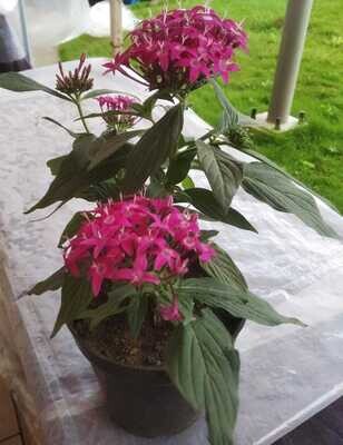Pentas Flowering Plant in 4 inches Nursery Pot