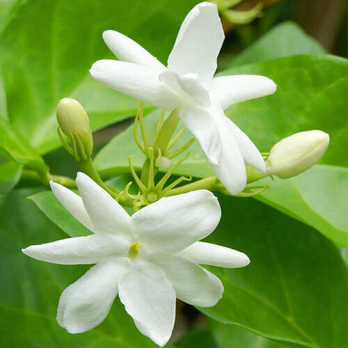 Jasmine Flower Plant