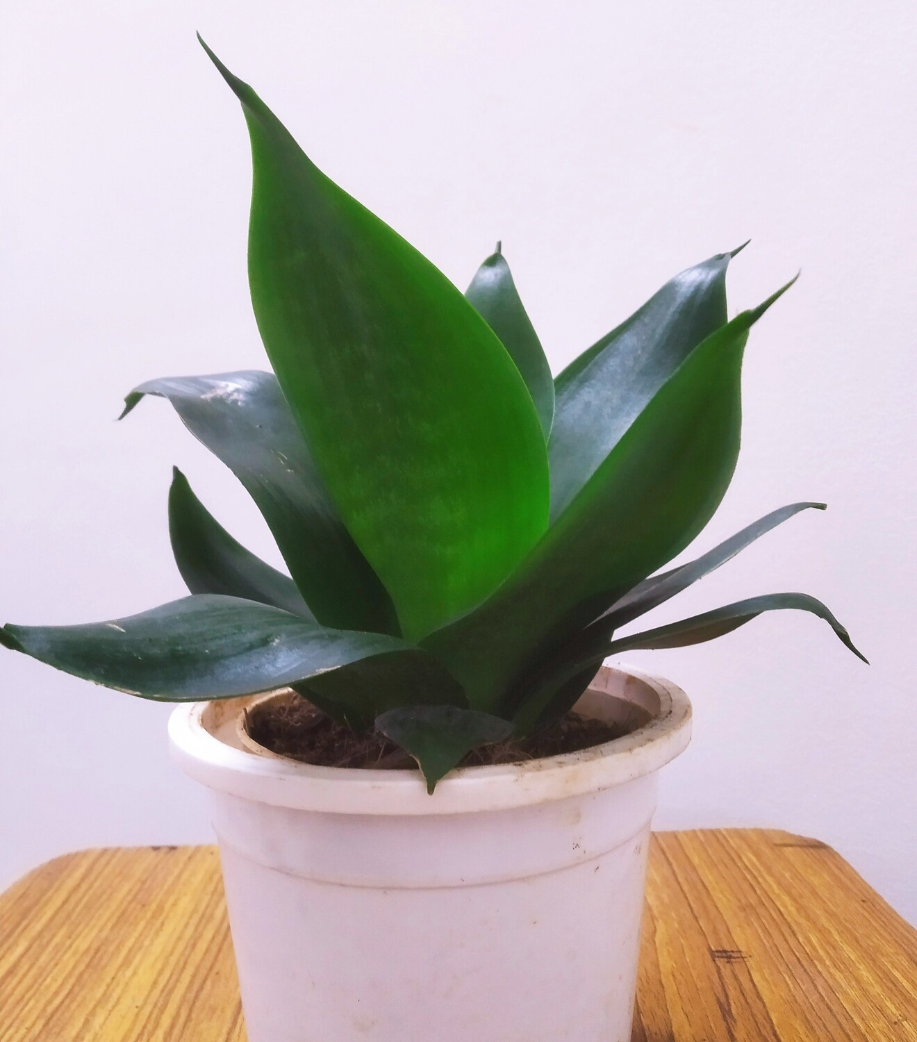 Sansevieria Pitch Green - Snake Plant in 4 inches Nursery Pot