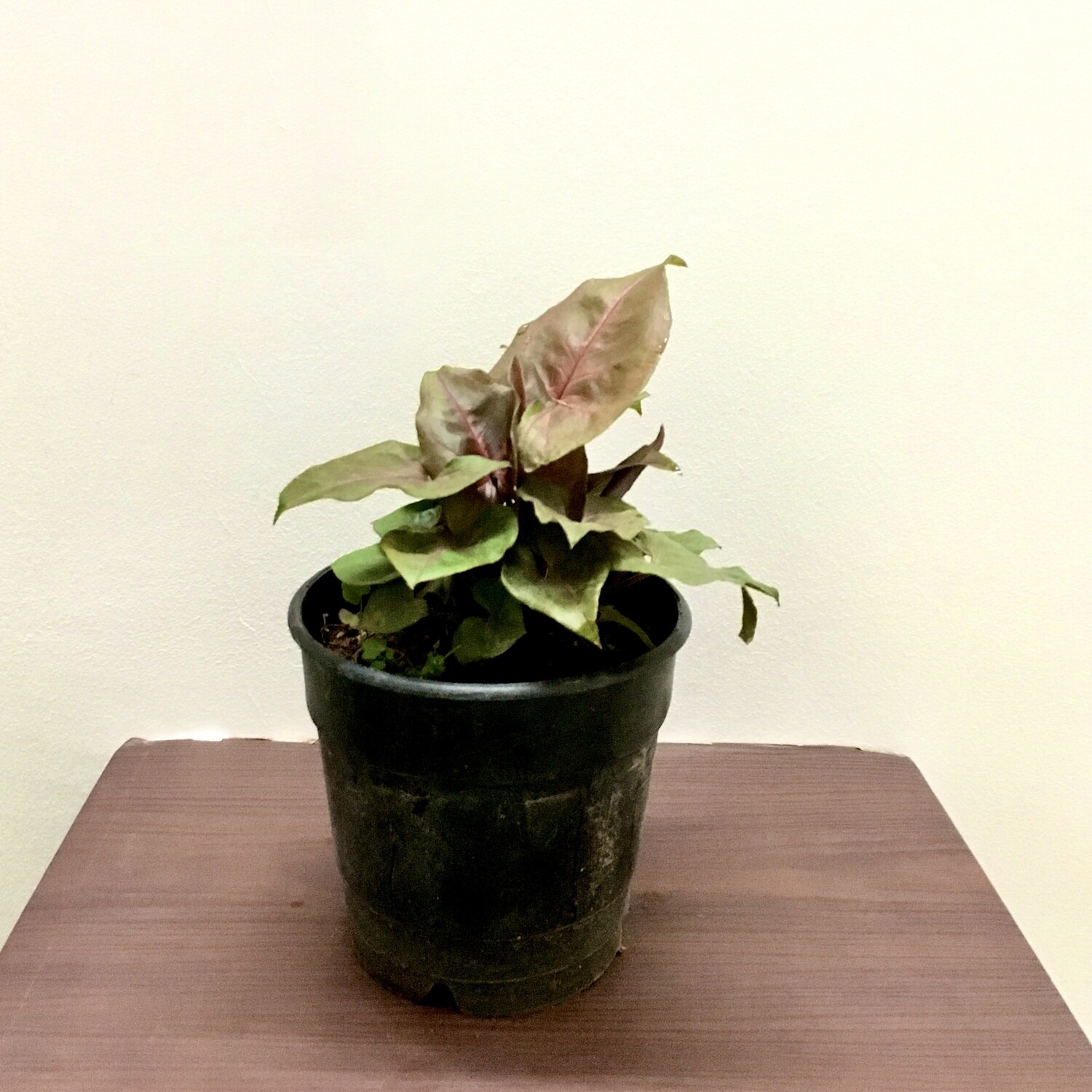 Syngonium Pink Plant in 4 inches Nursery Pot