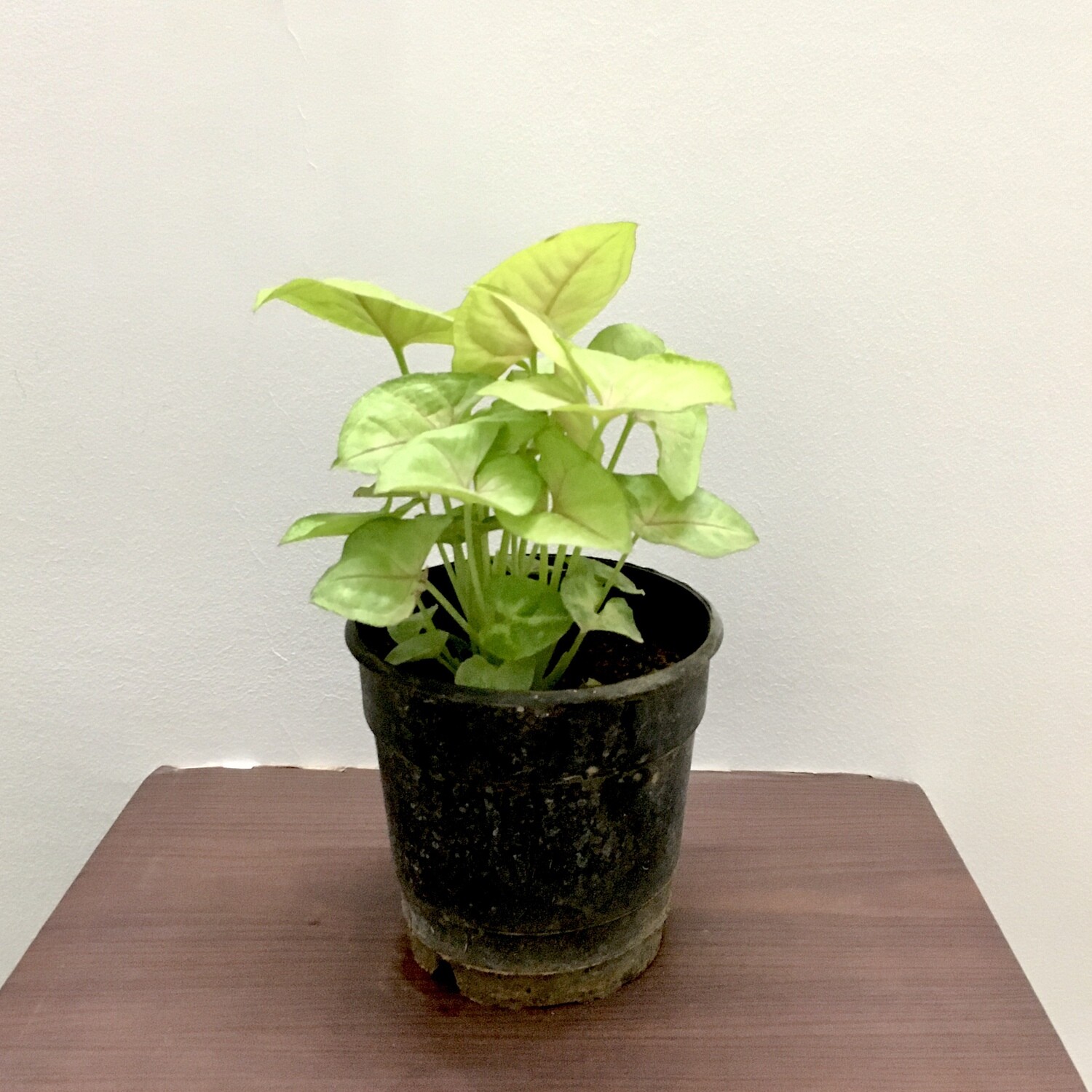 Syngonium Cream Allusion- Red in White Plant in 4 inches Nursery Pot