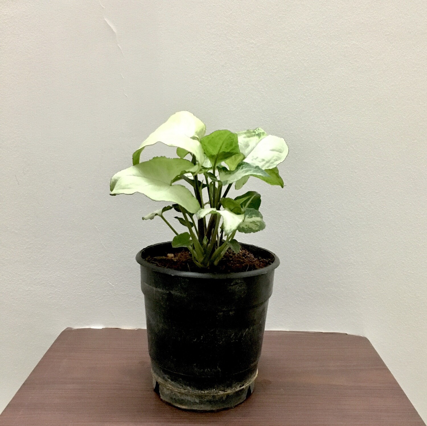 Syngonium Silver Pearl Plant in 4 inches Nursery Pot