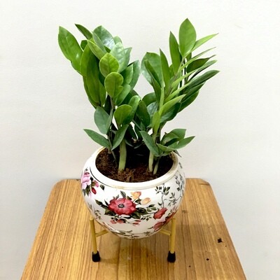 ZZ Plant in 6 inches Metal Flower Round Pot with Stand