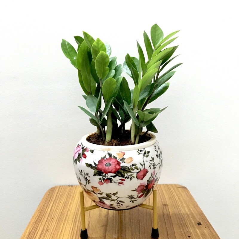 ZZ Plant in 6 inches Metal Flower Round Pot with Stand