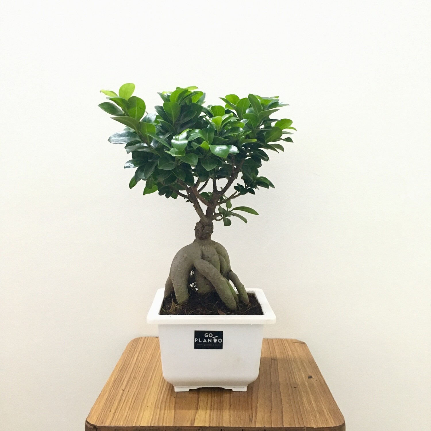 Ficus Bonsai Plant in 6 inches Square Pot