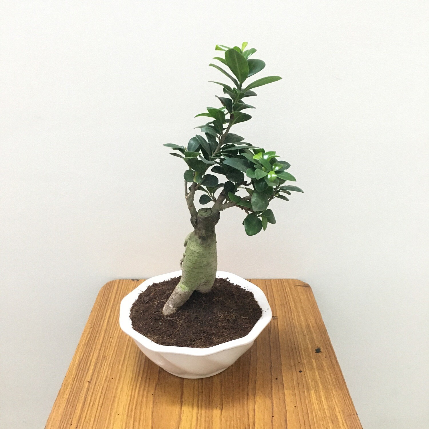 Ficus Bonsai Plant in 7 inches Ceramic Pot