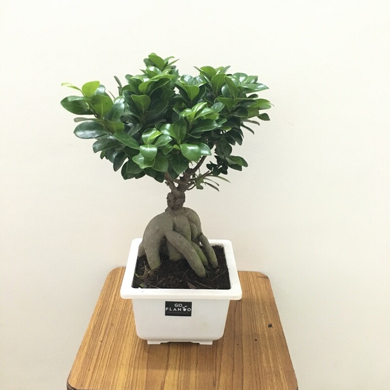 Ficus Bonsai Plant in 6 inches Square Pot
