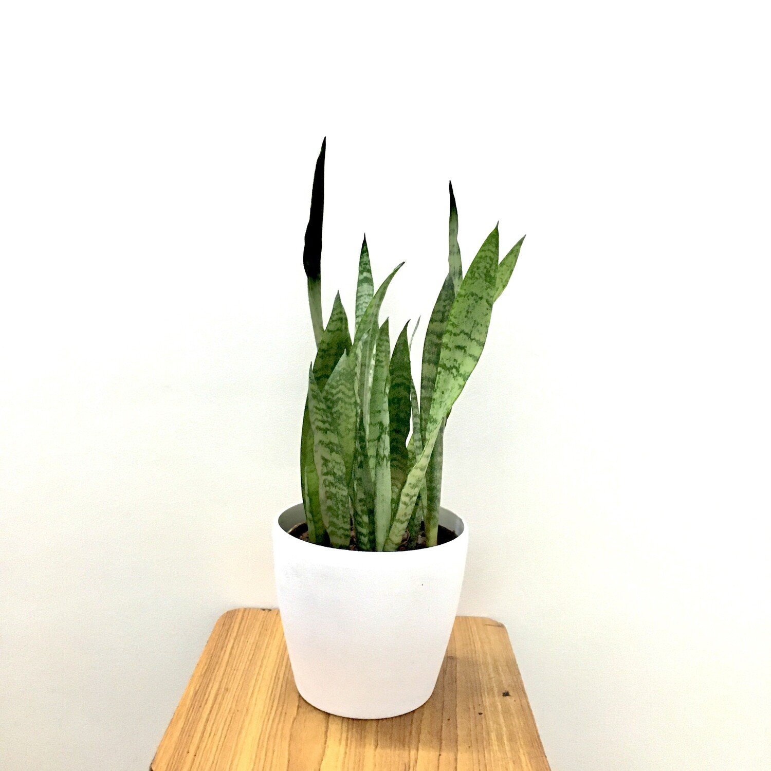 Sansevieria Plant Green -Snake Plant in 7 inches Deco Pot