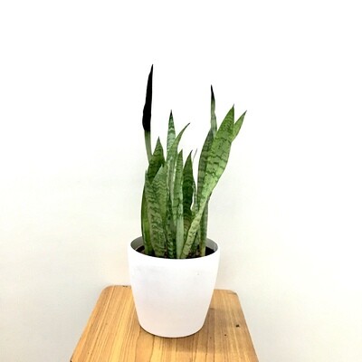 Sansevieria Plant Green -Snake Plant in 7 inches Durable Plastic Pot