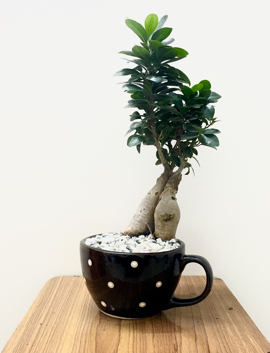Ficus Bonsai Plant in 6 inches Polka Dot Cup Pot