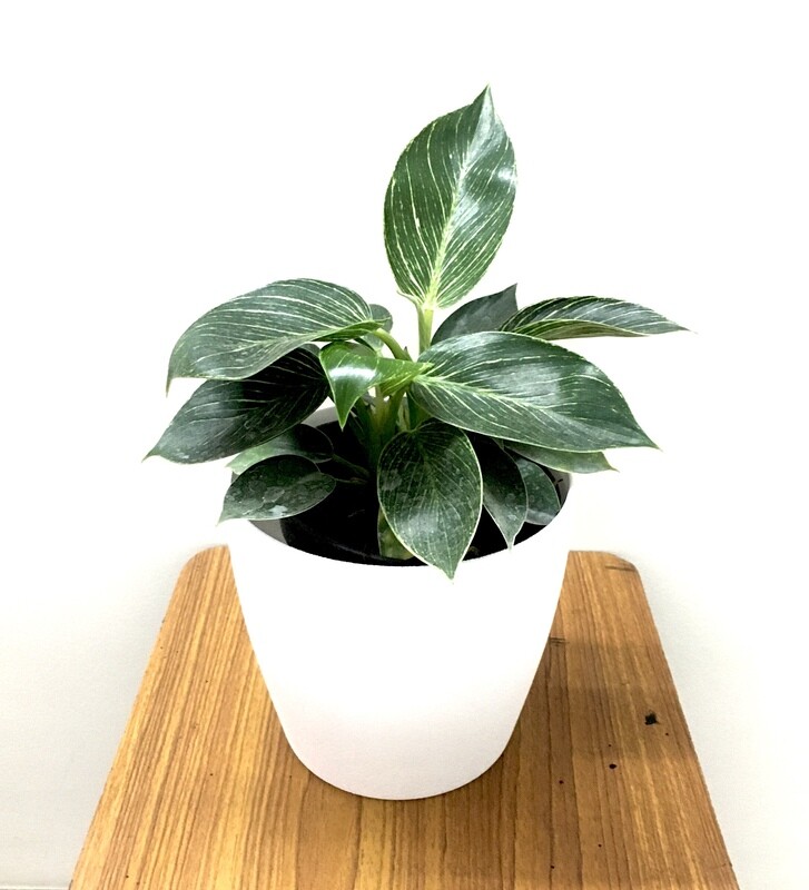 Philodendron Birkin Plant in 7 inches Deco Pot