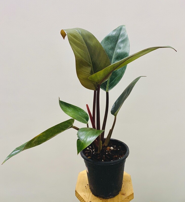 Philodendron Black Cardinal Plant in 5 inches Nursery Pot