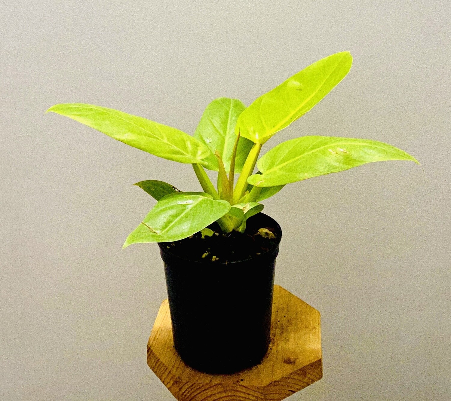 Philodendron Ceylon - Golden in 5 inches Nursery Pot
