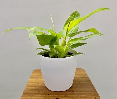 Philodendron Ceylon Golden Plant in 7 inches Deco Pot