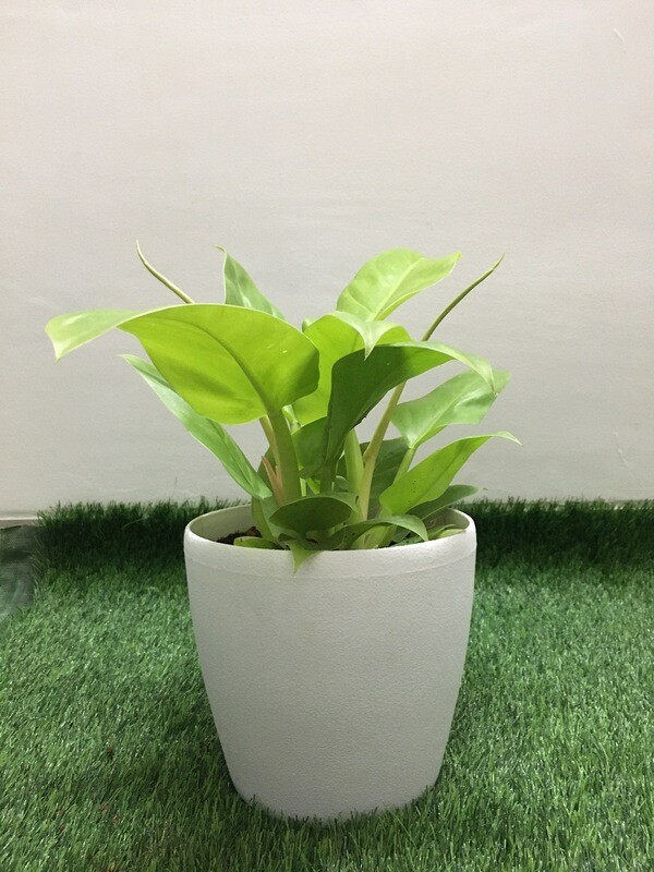 Philodendron Ceylon Golden Plant in 7 inches Deco Pot