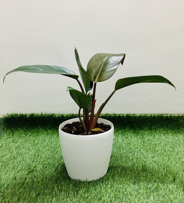 Philodendron Black Cardinal Plant in 7 inches Deco Pot